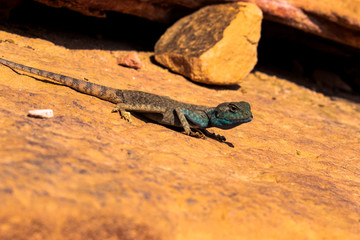 Amazing reptile of Colored Canyon in Egypt