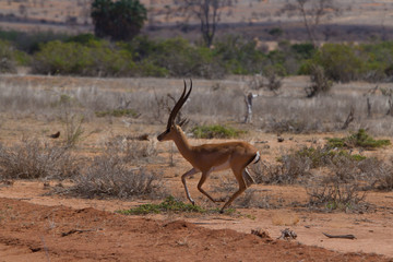 Kenia