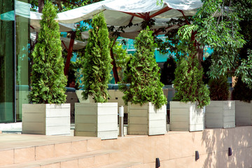 Flowerpots from wooden boards with evergreen thuja plants on the background of the summer terrace...