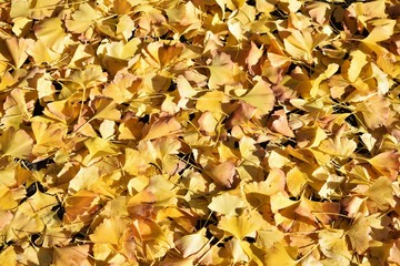 Fallen leaves of ginkgo biloba