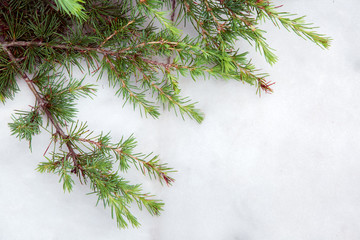 A branch of pine with green needles lies on white marble with a copy space for text; close up top view.
