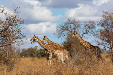 Fototapeta premium Giraffe 25