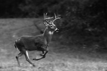 white tail buck runing & jumping, whitetail deer photo black and white.