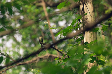 Flycatcher bird sits on a branch in the woods in the Spring