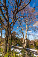 Fototapeta premium Autumn in Central Park NY