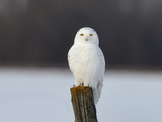 Snowy Owl Male Sitting on Post in Winter, Portrait