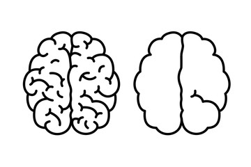 Hemispheres of the brain with one and with many gyrus and with many