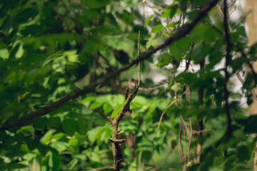 Flycatcher bird sits on a branch in the woods in the Spring