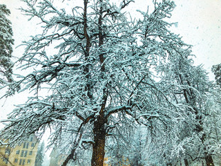 Snowfall. Snow covered trees and autmn leaves in the snowfall. Winter in mountain ski resort...