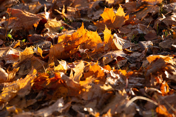 Abstract autumnal backgrounds for your design. Autumn leaves on the sun.