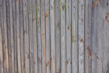 Fototapeta premium gray wooden texture of old boards in the wall of the fence