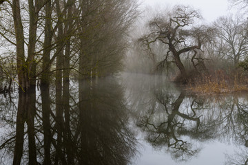 Trees standing in high waters on a misty morning during floods