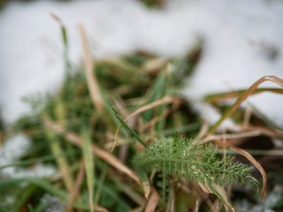 Polonne / Ukraine - 6 December 2018: grass of frozen in snow in winter