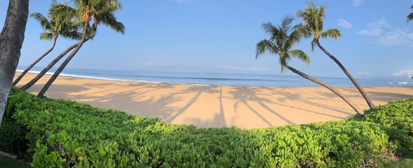 Hawaiian palm trees and shadows on beach