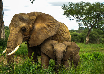 Fototapeta na wymiar Le petit éléphant