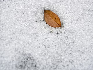 Polonne / Ukraine - 6 December 2018: Withered leaf of frozen in snow in winter