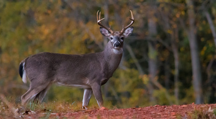 8 eight point white tail buck in forest.