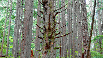 Forest Scene, Baden Powell Trail, Lynn Valley