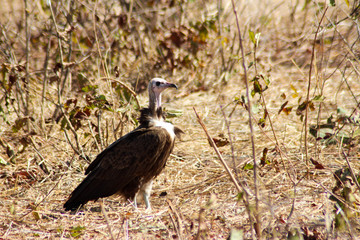 Hungrige Augen: Geier auf der Suche nach Beute