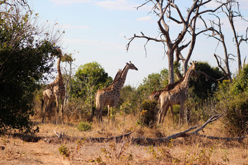 Giraffenherde auf der Pirsch