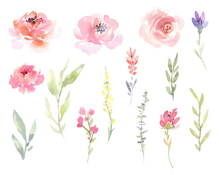 Watercolor isolated floral elements, flowers and leaves