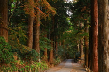 世界遺産　紅葉の中尊寺
