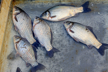 crucian carp in a market