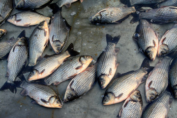 crucian carp in a market