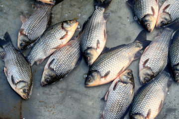 crucian carp in a market