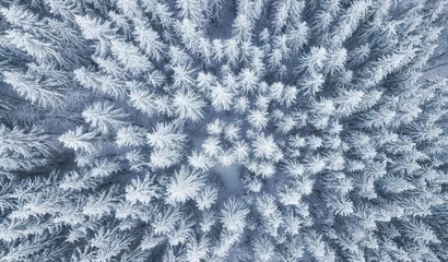Foto op Plexiglas Luchtmening bij het de winterbos. Pijnbomen als achtergrond. Winterlandschap vanuit de lucht. Natuurlijke bos achtergrond. Bosachtergrond van drone © biletskiyevgeniy.com