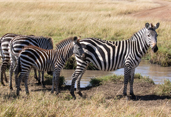Fototapeta na wymiar Common zebra, Equus quagga, family standing next to watering hole in African landscape