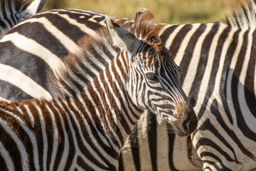 Fototapeta na wymiar Close up head and shoulders portrait of young common zebra, Equus quagga, with mother in background