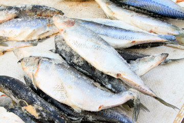 frozen spanish mackerel in a market