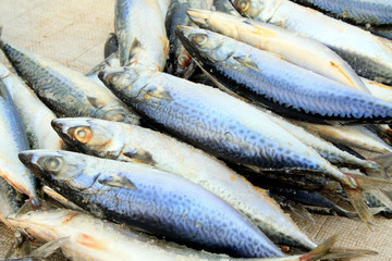 frozen spanish mackerel in a market
