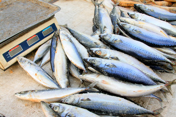 frozen spanish mackerel in a market