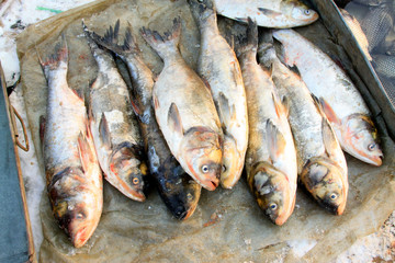 silver carp in a market
