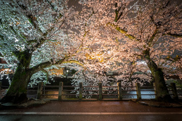 Fototapeta na wymiar Cherry blossom in the night at Takayama, Japan