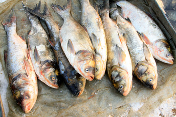 silver carp in a market