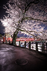 Landscape of Nakabashi bridge in the night on the cherry blossom full bloom season, Takayama, Japan