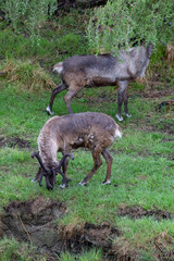 Wild Caribou in Alaska