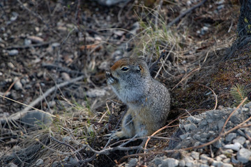 Naklejka na ściany i meble Arctic Ground Squirrel in Denali National Park Alaska
