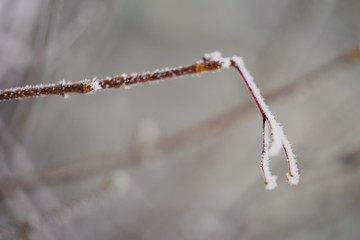 Hoarfrost of tree branches. Frosty weather, snow on the branches.