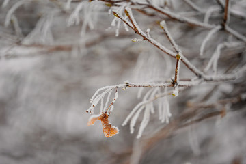 Hoarfrost of tree branches. Frosty weather, snow on the branches.