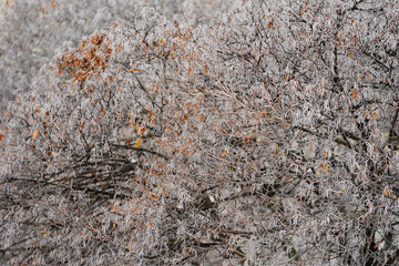 Hoarfrost of tree branches. Frosty weather, snow on the branches.