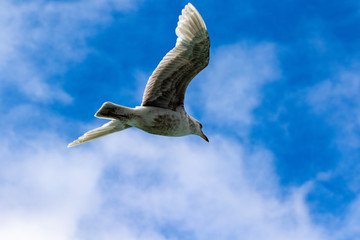 Seagull in flight in Alaska