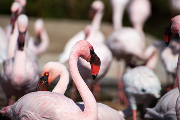Obraz premium Flamingo Portrait
