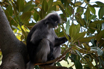 Dusky leaf monkey