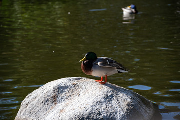 Duck at Rock