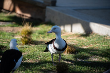 Duck