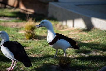 Duck